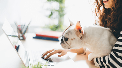 french bulldog with woman on laptop