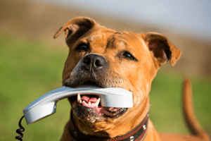 Dog with phone in mouth