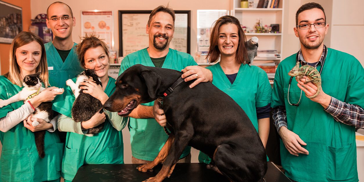 veterinary team