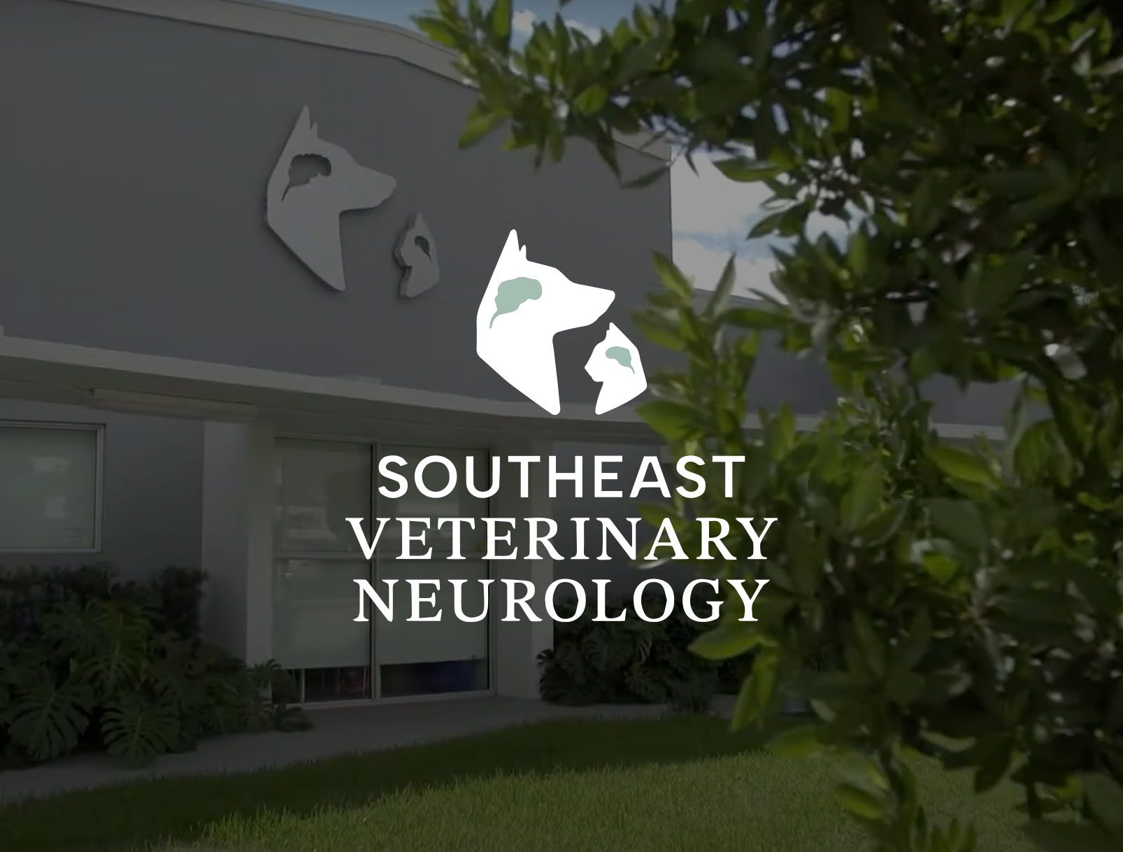 southeast-veterinary-neurology-spotlight