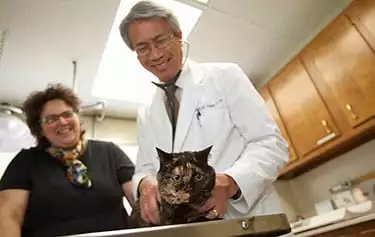 Dr Carlos Yang examining a cat
