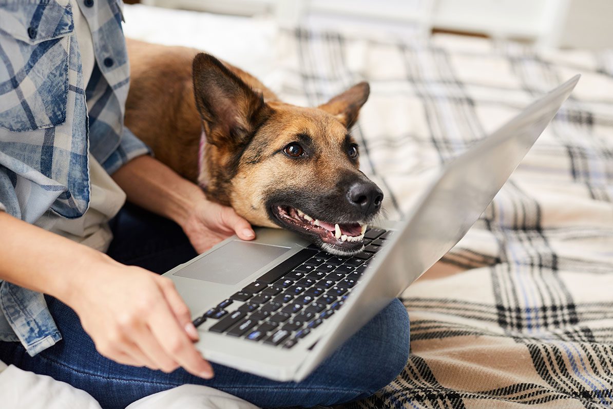 person on laptop with dog