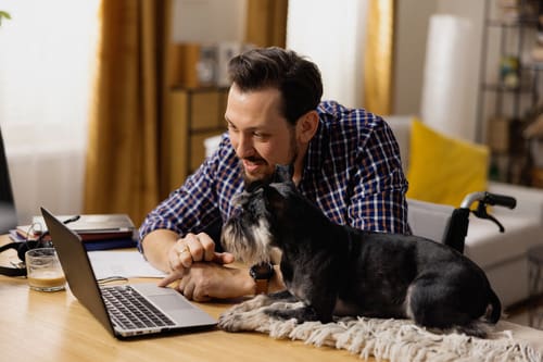 man-in-wheelchair-sits-at-his-desk-and-browses-websites-on-his-laptop-while-black-dog-lays-next-to-the-laptop