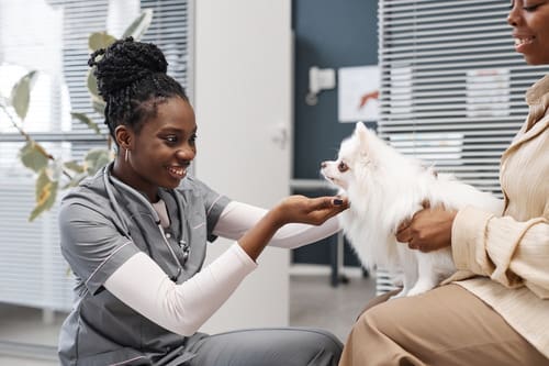 female vet greeting small white dog as it sits on female owner's lap at clinic