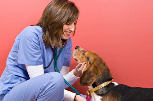 female vet listening to a beagle dog's lungs