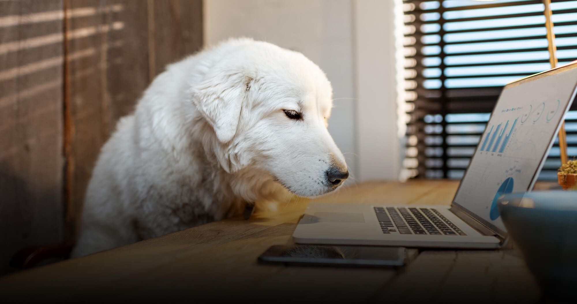 white dog sitting in front of laptop screen with data