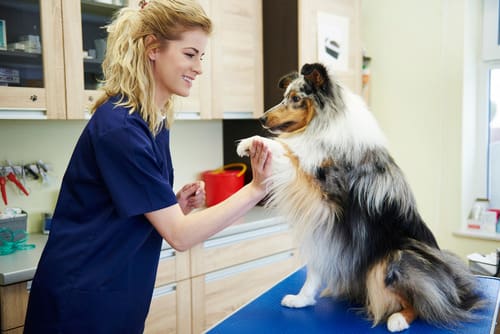 dog giving paw to female veterinarian at the clinic