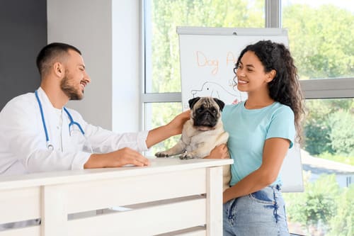 male vet greeting female pet owner and her pug at the reception desk at the vet clinic