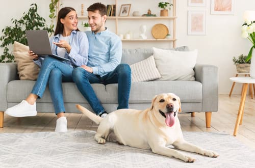 male and female couple looking at laptop while sitting on the couch together while yellow labrador dog lays on the floor by their feet at home