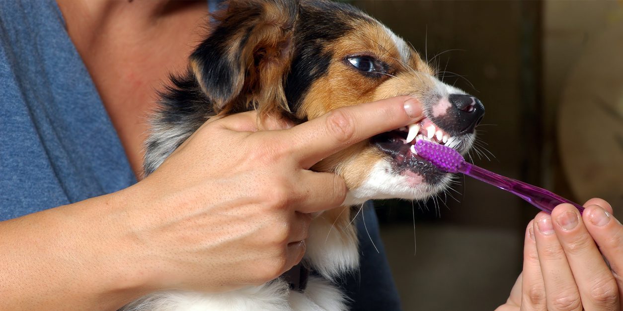 dog-dental