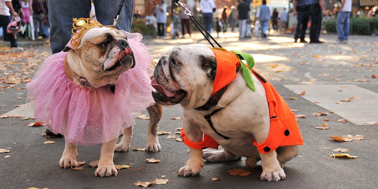 dogs-in-costumes